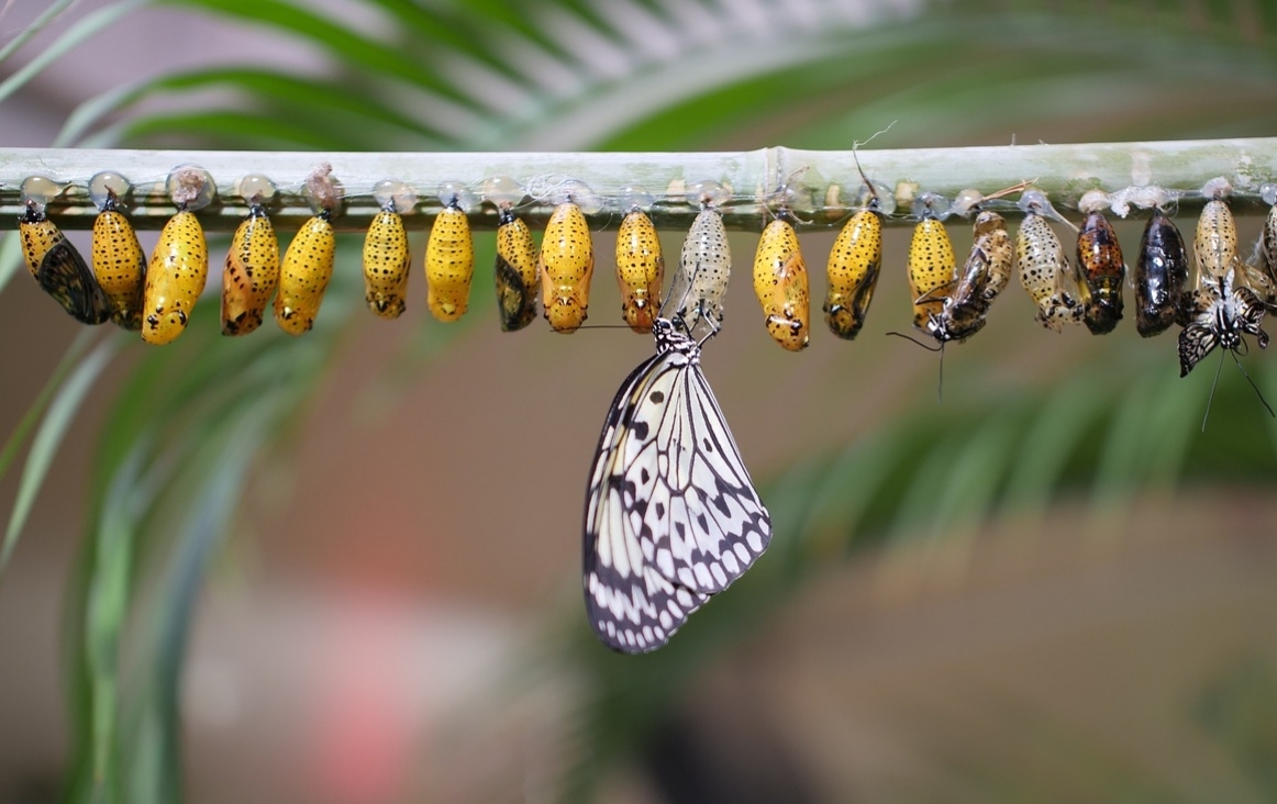 Van cocon naar vlinder. Foto needvid Pixabay