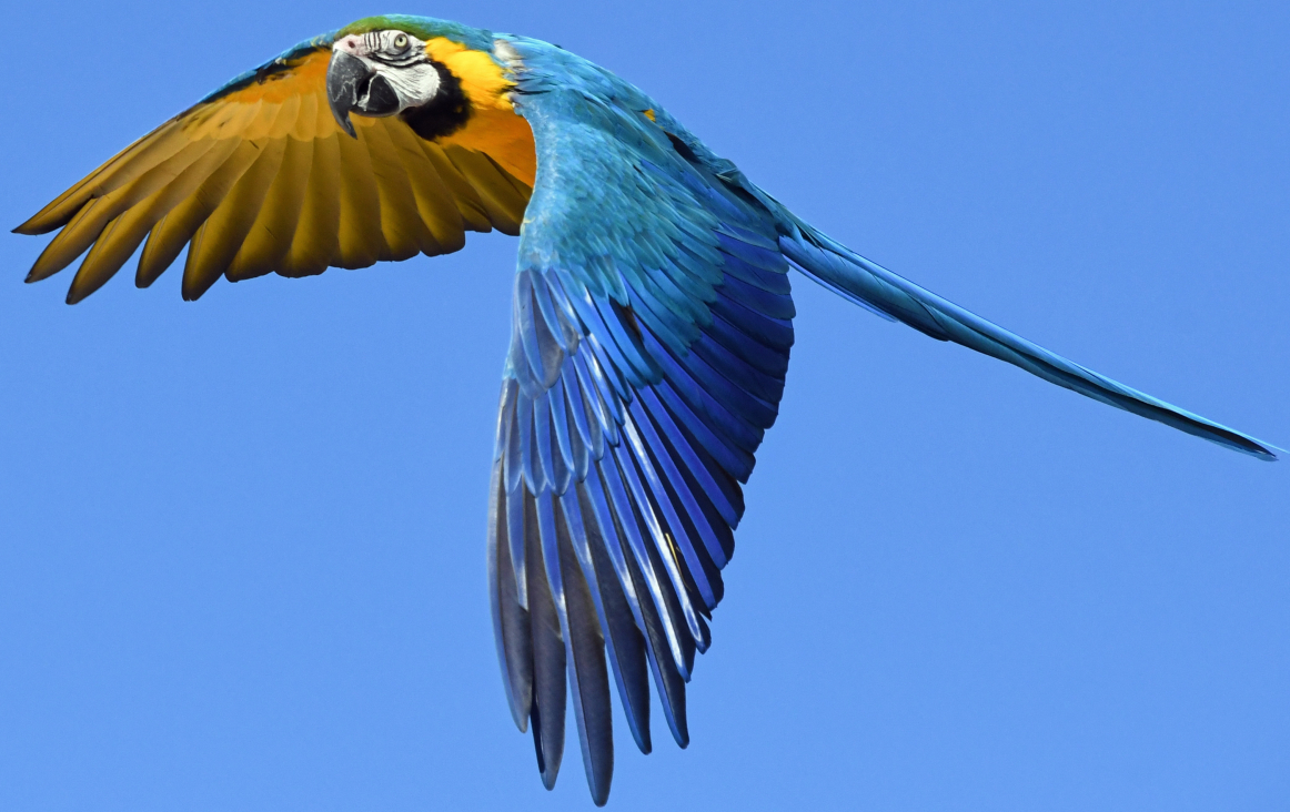foto Pixabay gekleurde papegaai foto Pixabay gekleurde papegaai