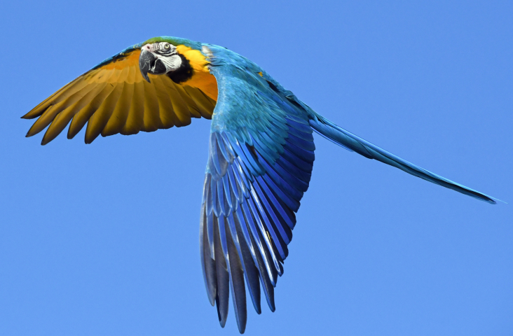 foto Pixabay gekleurde papegaai
